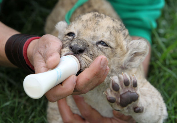 Animal shots of the week